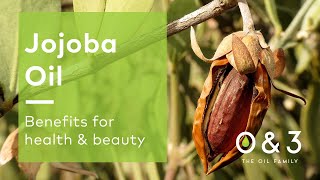 Jojoba Seed Oil benefits for skin hair and massage [upl. by Karita]