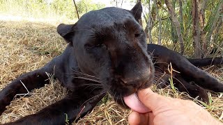 Black Leopards Super Senses  The Lion Whisperer [upl. by Bonar]