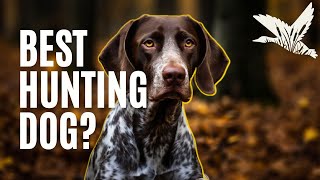 German Shorthaired Pointer Review [upl. by Name]