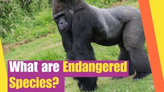 What are Endangered Species  Learn about endangered species and conservation efforts [upl. by Minni]