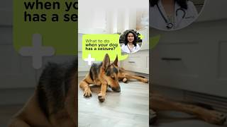 What to do when your dog has Seizure  Supertails [upl. by Jarid]