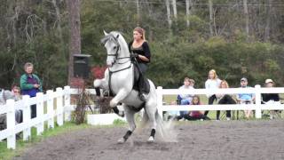 Herrmanns Lipizzan Stallions  Sarasota [upl. by Jennica760]