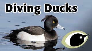 BTO Bird ID  Diving Ducks [upl. by Amice220]