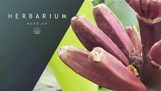 Musa velutina  Pink banana [upl. by Virgilia]