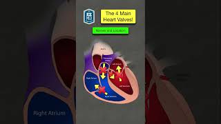 🔥 How to Remember the Heart Valves in 1 MINUTE Anatomy Location Function [upl. by Marijn]