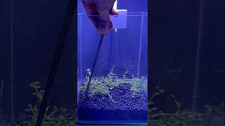 2gallon filterless planted aquarium nano plantedaquarium setup aquascape aquascaping [upl. by Darn]