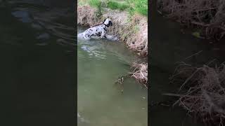 Dalmatian dog  satisfied dalmatiandog water river swim swimming 2024short hund chien pas [upl. by Ellehcsor]