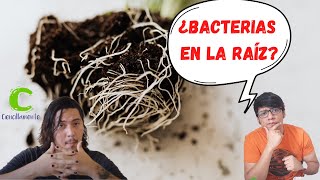 ¿Qué🌱tipo de🌱 SIMBIOSIS hacen los🦠 MICROORGANISMOS🦠de la Rizosfera [upl. by Sirama309]