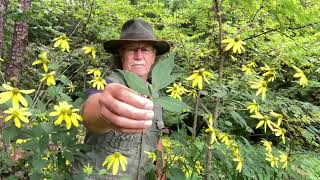 Survival herbs Cut leaf Cone flowers [upl. by Cadmann]