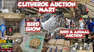 Clitheroe Auction Mart  Bird Show  Bird Show 2024  Parrots  Birds  Pigeons [upl. by Kendricks]