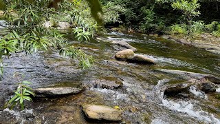 Healing nature sounds for relaxing sleeping mediation  Birds chirping and soothing stream flowing [upl. by Arlynne]