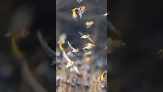 goldfinches in winter natgeo birds wildlife goldfinch [upl. by Basset660]