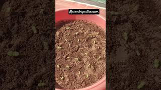 Mesembryanthemum flower seeds germinated garden happiness trending youtubeshorts himachal [upl. by Ahsenauq]