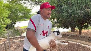 CHARLLES PRESENTEIA LUIZ DO SOM COM UM CABRITO E BATIZA DE TIRINGA  COMÉDIA SELVAGEM [upl. by Anaihk]