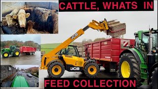 FEED COLLECTION  LOOK AT WHAT CATTLE WERE FEEDING [upl. by Bess]