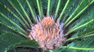 Beautiful Palm Plant  Cycas Revoluta  Japanese Sago Palm  King Sago Palm  Sago Cycad [upl. by Aliam]