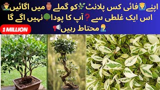 How🙋🏻to Grow🌿Ficus🌳Benjamina🌴from Cutting🪓 Plant Care🪺 Propagation🪴of Ficus🌵Plant🌲100Success🚀Rate [upl. by Liman]