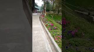 flowers 🌸💐amazingcreation nature video shorts ytshorts [upl. by Sorips584]