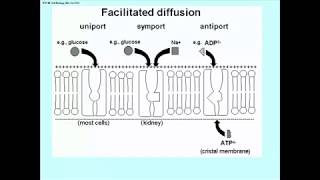 293 Passive and Facilitated Diffusion [upl. by Oneida]