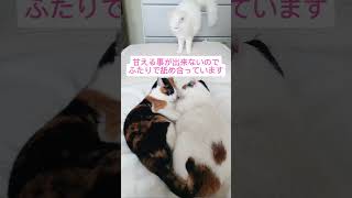 にゃんこにも感情はあるの Cats have feelings too 三毛猫calico 猫 保護猫 cat 猫好きさんと繋がりたい 分離不安症 [upl. by Anirtac216]