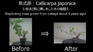 【ミニ盆栽：mini bonsai】紫式部7 2020年） 剪定 【Callicarpa japonica‐7】How to miniBonsai [upl. by Alburga]