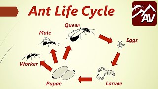 Ant Life Cycle  Queen Ants explained [upl. by Lesli]