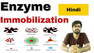 enzyme immobilization in hindi [upl. by Anelad]