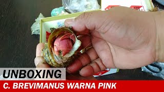 UNBOXING  Coenobita Brevimanus Warna Pink Lila dan Violascens  Video Unboxing  Crabpedia [upl. by Ozner]