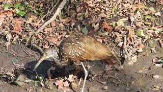 Limpkin on Thanksgiving 2 [upl. by Airrat579]