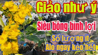 Mai vàng giá rẻ p11📲 0948601018 Cu Tí giảo như ý siêu bông bình lợi giá rẻ [upl. by Renat]