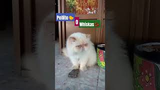 Pollito o Whiskas❓gato gatos cat catlover humormexicanofunny [upl. by Falito]