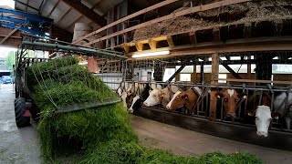 Milchviebetrieb 🇨🇭🐄🌱🥛 vom Gras bis in den Milchtank [upl. by Enovahs]