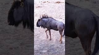 Wildebeest at Etosha National Park Namibia [upl. by Eseerehs985]