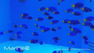 Chrysiptera parasema  Yellowtail Damselfish [upl. by Candless]