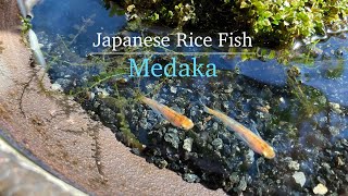 Japanese Rice Fish  Medaka Beautiful improved medaka [upl. by Anerual]