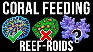 Feeding Corals Reef Roids  Will They Eat [upl. by Colburn]