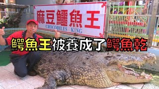 全球最大的鱷魚王，被黑心動物園養成了鱷魚乾！｜鱷魚小河｜叉雞 [upl. by Amitarp821]