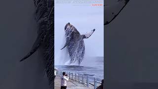 Amazing to see giant whales jumping [upl. by Akcira]