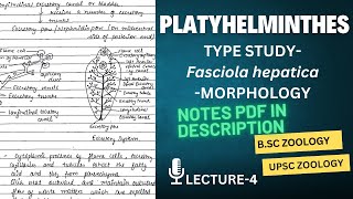 Type Study  Fasciola hepatica  Morphology  Notes in description [upl. by Dogs]