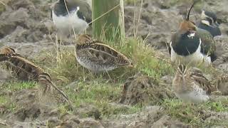 240112 RSPB Satholme highlights [upl. by Lemaceon]