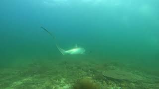 Thresher Sharks of Malapascua PH [upl. by Diba]