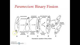 Paramecium  Asexual reproduction [upl. by Deeas576]