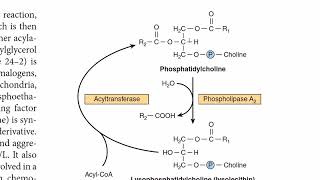 Phosphatidylcholine Metabolism  Lecithin Metabolism  Phospholipids Metabolism  G3P Biosynthesis [upl. by Enyamrahs157]