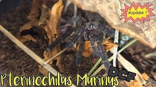 Pterinochilus Murinus  DCF MIKUMI OBT  tarantula fyp fypシ subscribe giantspider [upl. by Akeber116]