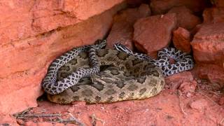 Great Basin Rattlesnakes in the Red Cliffs Desert Reserve Utah [upl. by Celle]