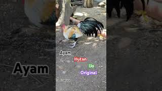 Original Green Jungle Fowl fyp fypシ゚viral [upl. by Novihc754]