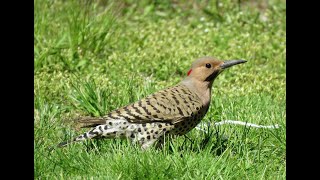 Northern Flicker Woodpecker Territorial Call [upl. by Alaine]