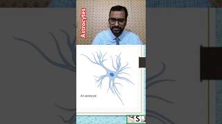 What are astrocytes nursingcompetition humanbody nervoussystem [upl. by Cosmo]