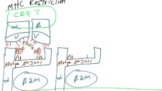 HLA haplotype MHC restriction MHC alloreaction [upl. by Karol]