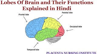 Lobes of Brain and Their Functions Explained in Hindi  The Four Lobes Concept [upl. by Rida]